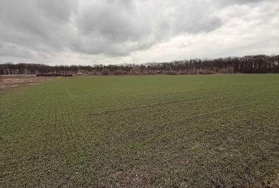 Teren de 7000 mp, în Hărman - 3