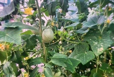 Casă individuală cu 5 camere cu Teren 622 Mp în Central - 3