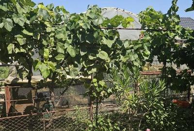 Casă cu 3 camere cu Teren 500 Mp în Ovidiu - 6