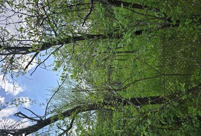 Teren de 6000 mp, în Gurasada - 4