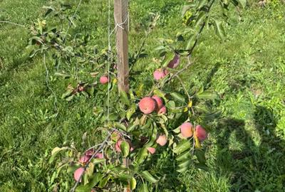 Casa Gornesti renovata 2025 semifinisata - 5