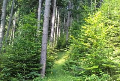 Spațiu comercial, în Dămuc - 4