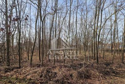 Casa individuala cu 3 camere ,teren 4222 mp in exclusivitate Dorobanti - 3