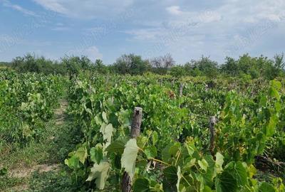 Teren de 1600 mp, în Varnița - 2