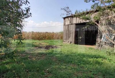 Casa mare cu gospodarie completa Belin?, jude?ul Timi? teren 4.900 mp - 14