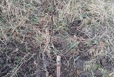 Casă cu 3 camere cu Teren 10000 Mp în Central - 1