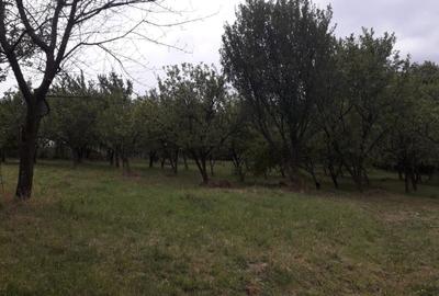 Spațiu comercial, în Văratec - 8