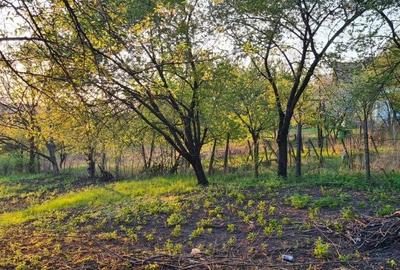 Spațiu comercial, în Valea Lupului - 6