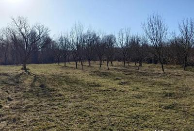 Teren de 4000 mp, în Ștubeiu