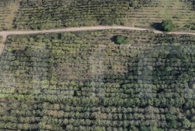 Teren de 1000 mp, în Bună Ziua - 1