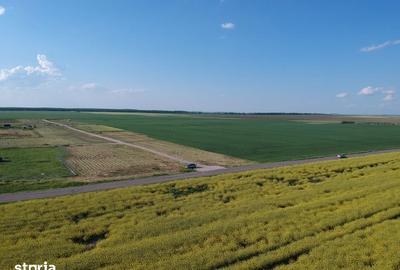 Teren de 4750 mp, în Vasilați - 7