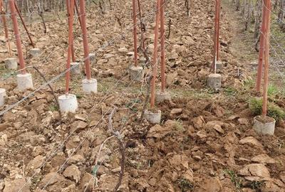 Casă în Orașu Nou - 6