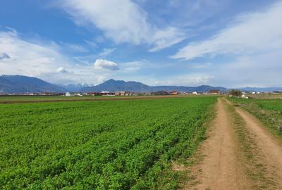 Teren agricol extravilan de 7400 mp, în Tărlungeni - 2
