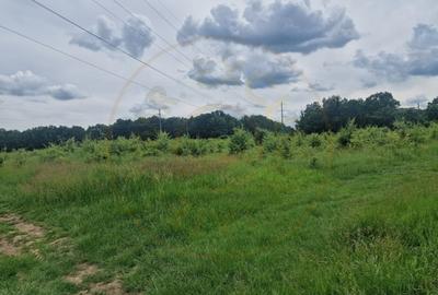 Teren agricol extravilan de 12421 mp, în Big-Bascov - 10