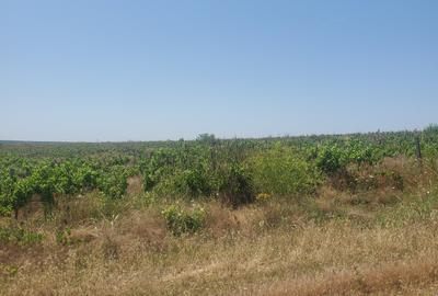 Teren Agricol 50 ha – Zonă Adamclisi- Județul Constanța - 4