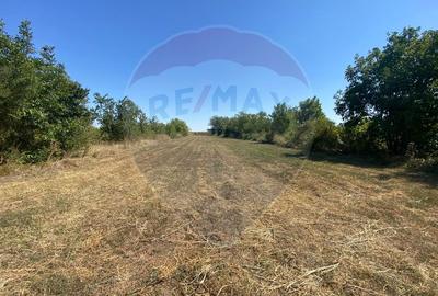 Teren de vanzare, 25km de Bucuresti, Sinesti, loc. Lilieci - 3