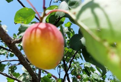 Casă cu 3 camere cu Teren 1550 Mp în Berceni - 17