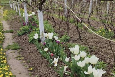 Casă cu 4 camere în Central - 9