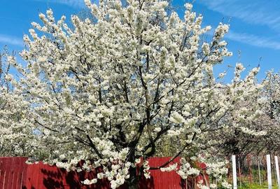 Casă cu Teren 1230 Mp în Central - 4