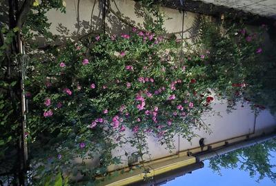 Vand Casa zona Calea Dumbravii-strada Bacovia 545.000 - 1