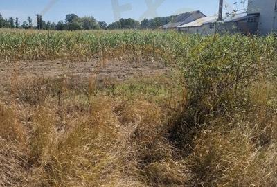 Teren Mosoaia, Lazaresti! - 1