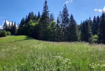 Predeal-Teren intravilan de vanzare - 4