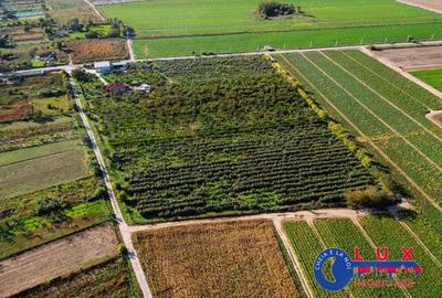 ID 7785 Livada Sabangia DE VANZARE - 2