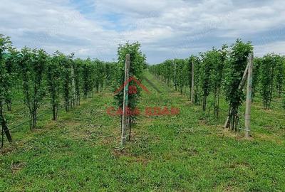 Teren extravilan in Baicoi 10.000mp plantatie mure --80.000e - 14