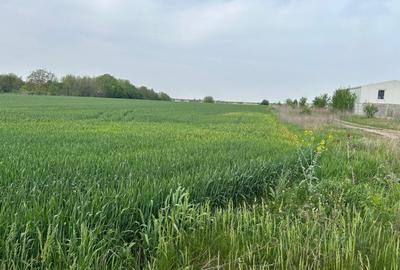 Comuna Dascalu - A0 - teren intravilan 9000 mp - 3