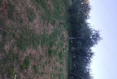 Teren de 9800 mp, în Pietrari - 10