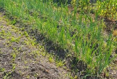 Casa 20 km de Bistrita 1400 mp teren - 12