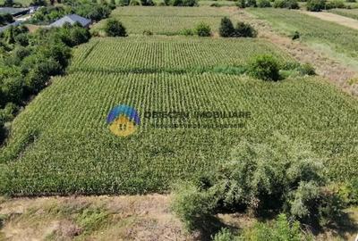 Teren de 3866 mp, în Izvoare (Dumbrava Roșie) - 6