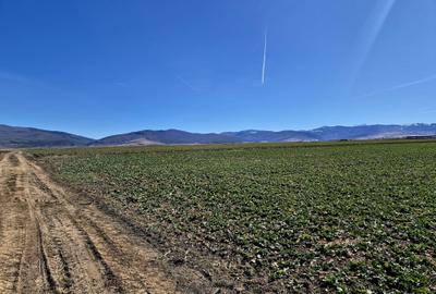 Teren extravilan de 18500 mp, în Prejmer - 4