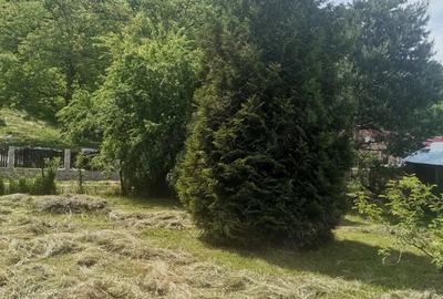 Casă cu 4 camere cu Teren 900 Mp în Carașova - 4