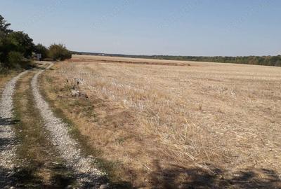 Teren de 5800 mp, în Moara Vlăsiei - 3