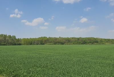 Teren agricol intravilan de 16872 mp, în Butimanu - 6