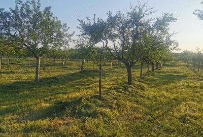 Teren de 11500 mp, în Ciomăgești - 4