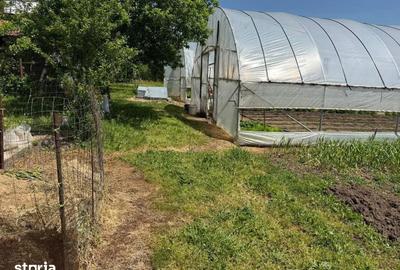 Casă cu 3 camere cu Teren 4000 Mp în Letca Nouă - 15