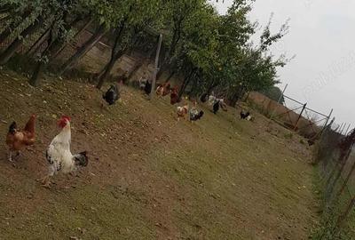 Vand casa zona Baisa - 4