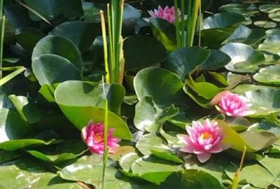 Cabana de vanzare Cabana de vanzare - 4