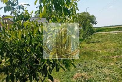 Teren de 16000 mp, în Belinț - 1