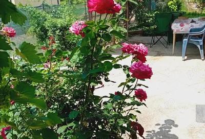 Schimb casa cu 2 camere, 300 mp curte - 5