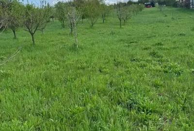 Teren în Viile Satu Mare
