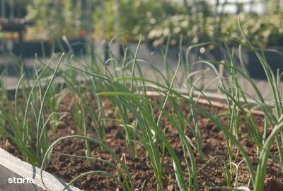 Teren de 500 mp, în Central - 2