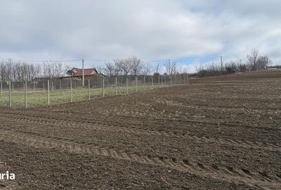 Teren de 903 mp, în Aroneanu - 4