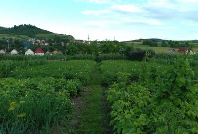 Vand casa Petelea, Mures, 5 Km de Reghin - 5