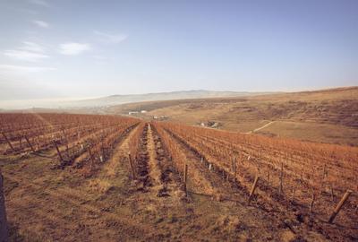 Podgorie de vita-de-vie nobila cu conac boieresc - 7