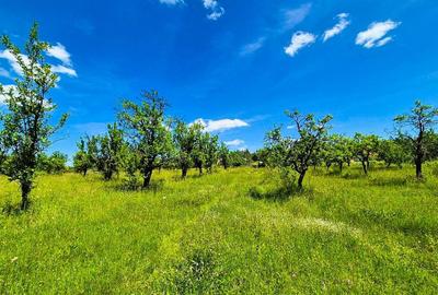 Teren intravilan Cotmeana Arges - 2