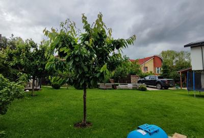 Duplex cu 4 camere cu Canalizare în Domnești - 10
