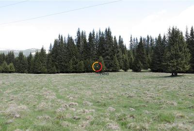 Terenuri speciale Padina Busteni, sunt dispuse ca o veritabi - 6